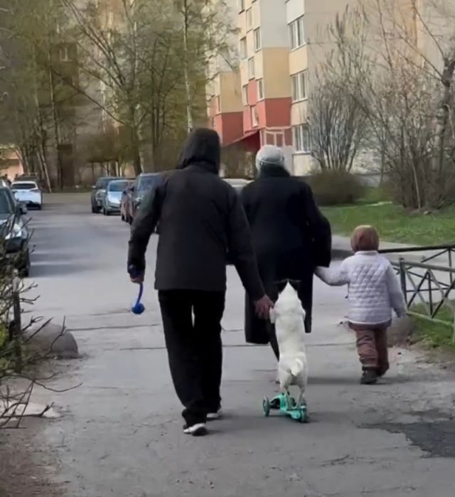 Пса-самокатчика обнаружили в Питере