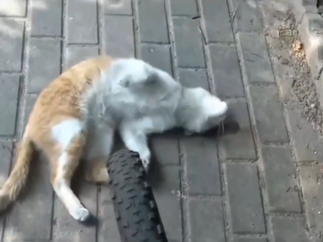Внимание, пушистый мошенник