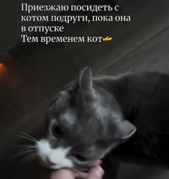 Девушка приехала посидеть с котом