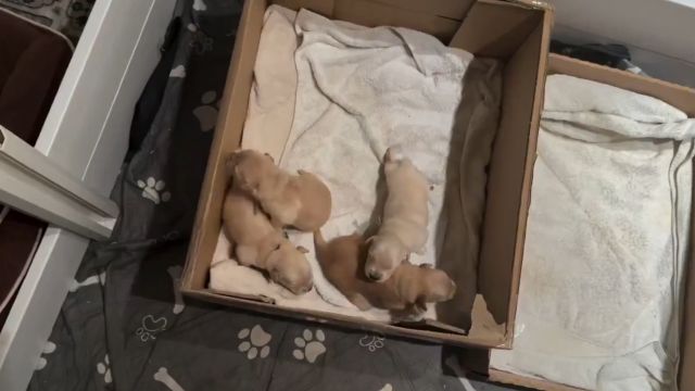 У собак все как у людей