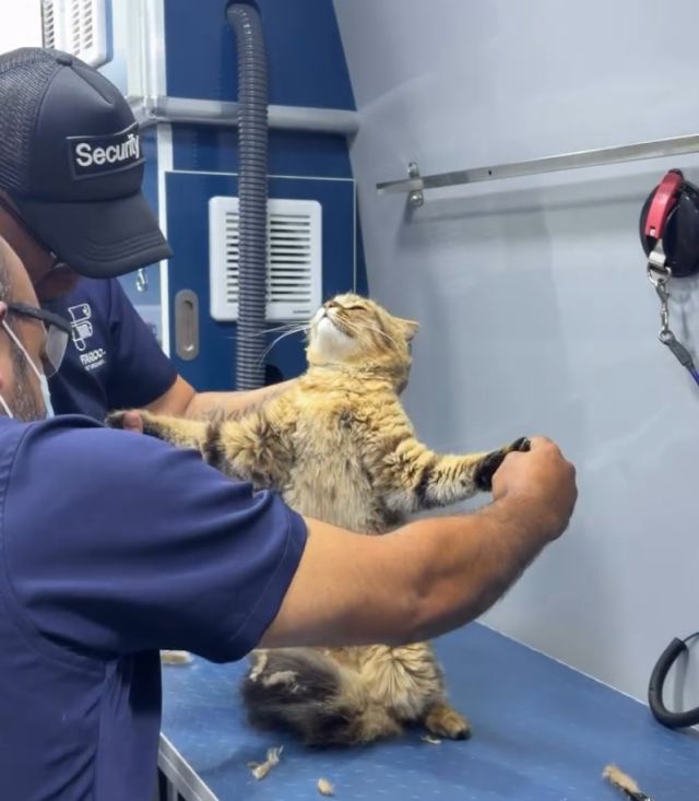 Божественный кот