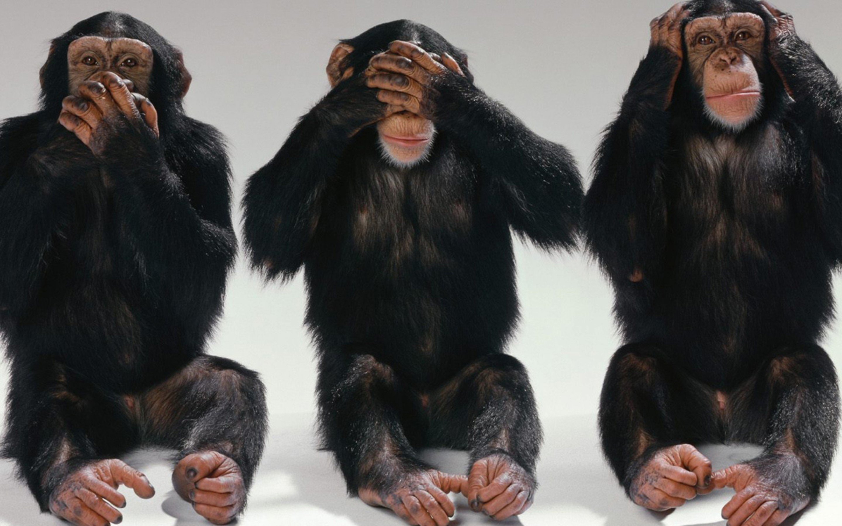 Обезьяны сандзару. Трио обезьян. Три шимпанзе. Читать три мартышки. Чтение карикатура.