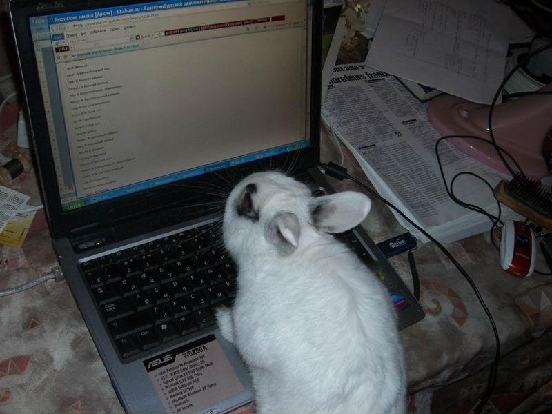 Кролик за компьютером. Зайцы за столом. Зайка с книжкой акварель. Заяц работает. Кролик за клавиатурой.