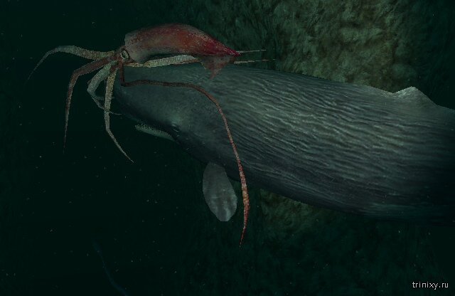 Фото гигантского кальмара и кашалота