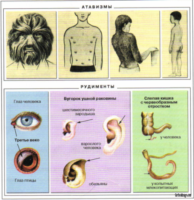 Рудименты человека. Рудименты и атавизмы у человека таблица. Атавизмы и рудименты различия. Рудименты и атавизмы у животных.